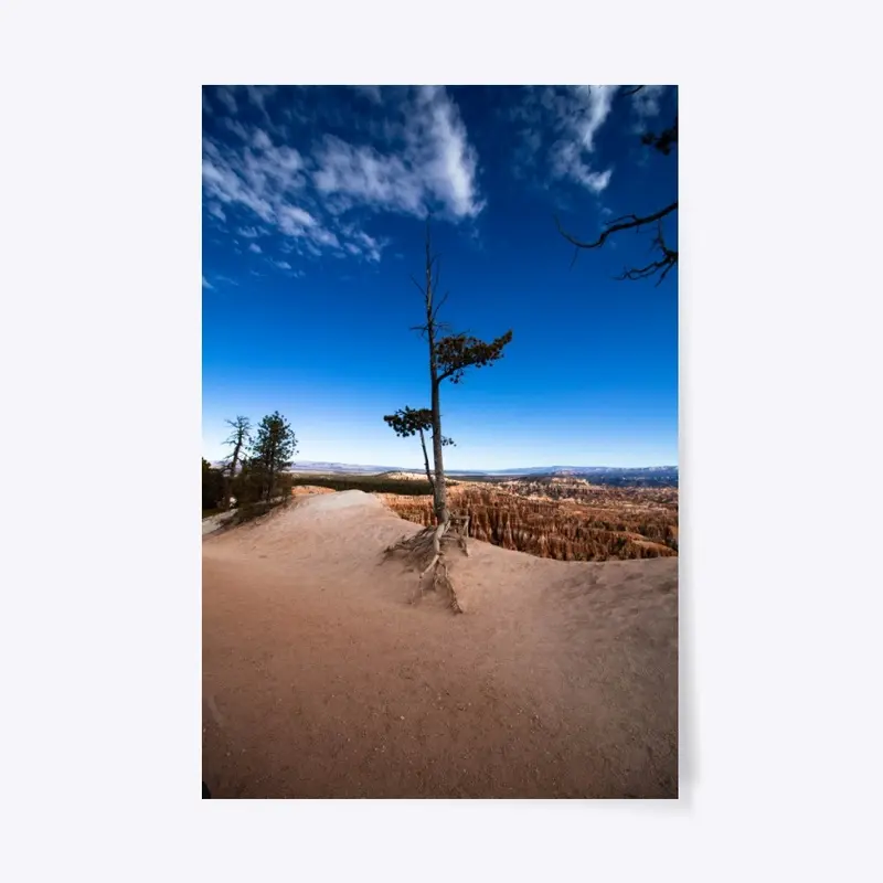 Lone Tree in Bryce Canyon