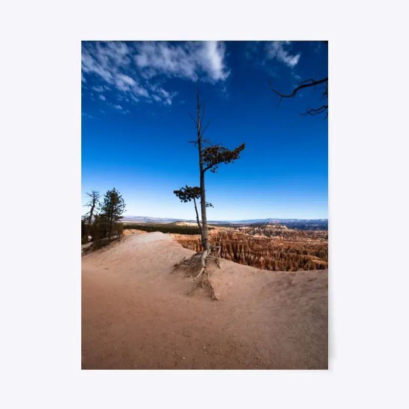 Lone Tree in Bryce Canyon