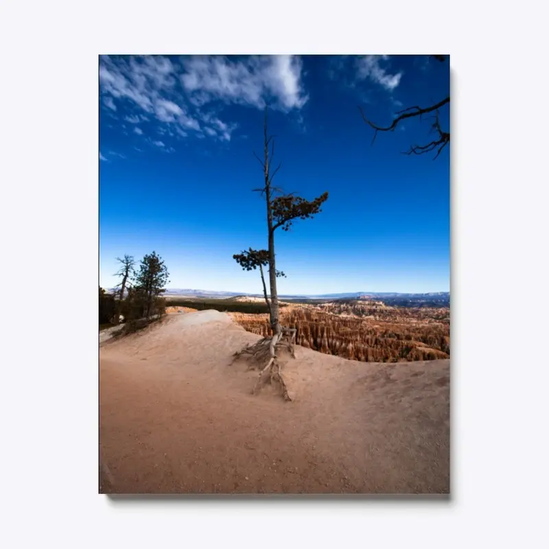 Lone Tree in Bryce Canyon